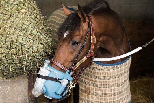 The Importance of Equine Respiratory Health