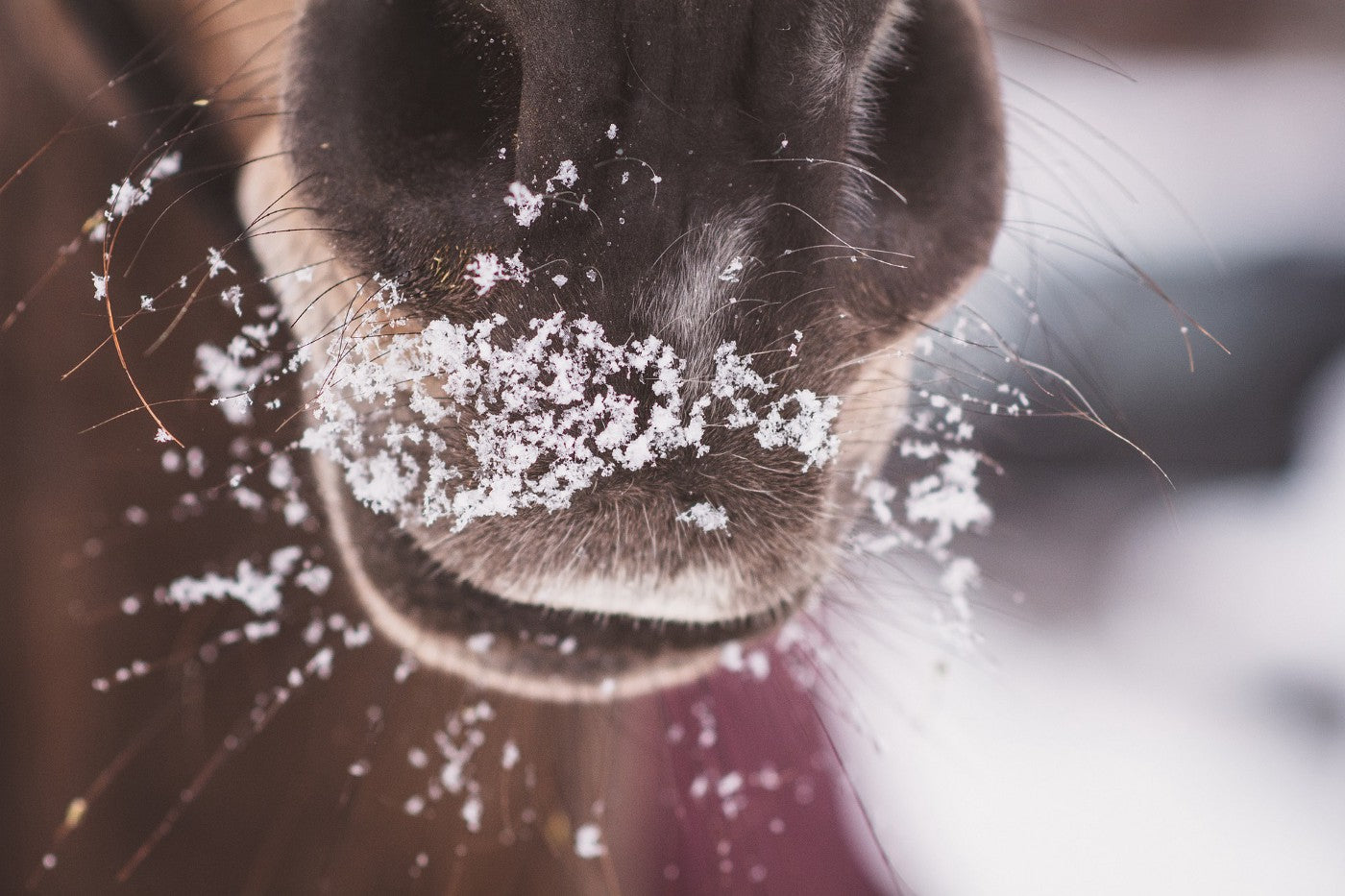 Les défis de la santé respiratoire des équidés en hiver, partie 1.